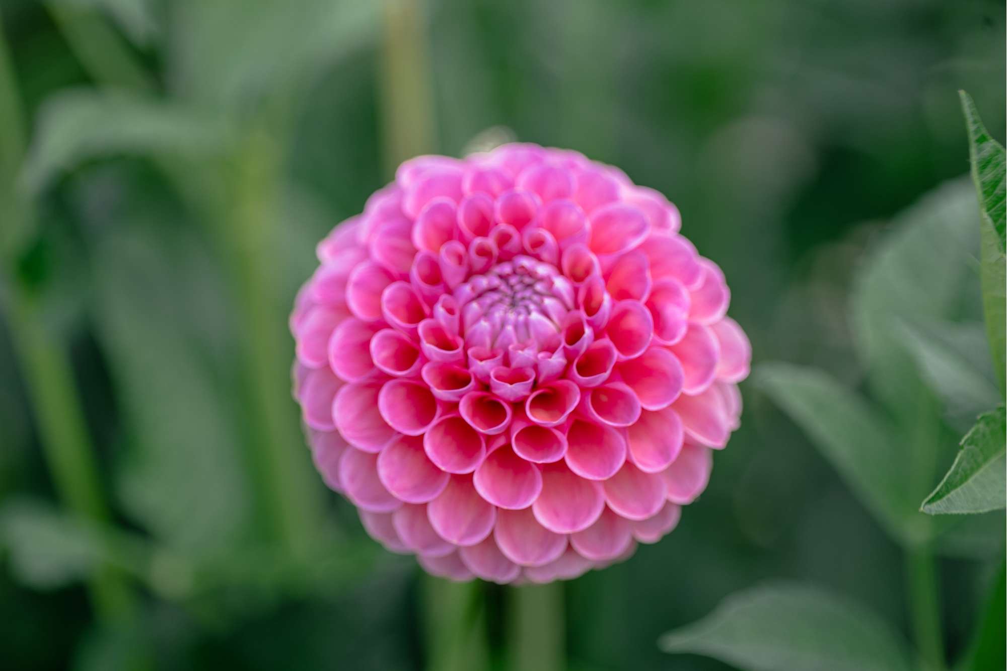 Dahlia 'Jowey Frambo'